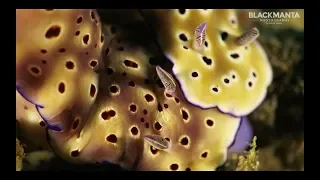 Scuba Diving Indonesia Part One – Alami Alor Dive Resort