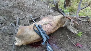 Karpaten Hirschbrunft, Carpathien mountains stag hunt