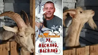 Хороший козел- половина успеха. "Мое Подворье"