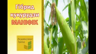 Кукурудза Маніфік 🌽 - опис гібрида 🌽