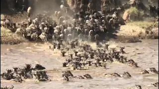 One of the " seven wonders of  the natural world" wildebeests river crossing in maasai mara river.