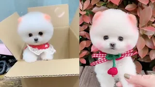 Unbelievable Mini Pomeranian | Funny and Cute Pomeranian Videos #4