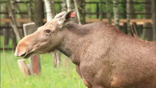 (6+)  Экскурсия в Национальный парк «Лосиный остров»