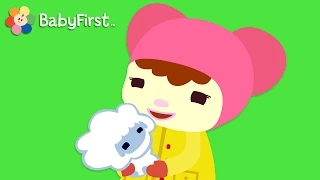 Mary Had a Little Lamb with Lyrics| Nursery Rhymes for kide  | BabyFirst TV