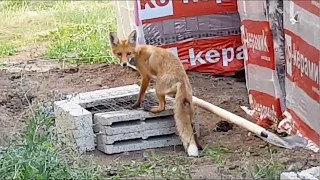 Лисенок пришел в гости на нашу стройку.