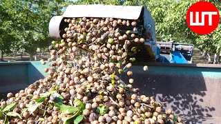Cultivation And Processing of Walnuts | Millions of Tons Walnut Processing Factory | Food Factory