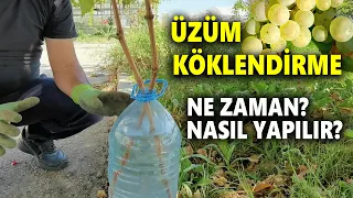 ÜZÜM KÖKLENDİRME NASIL YAPILIR?ÜZÜM ÇELİĞİ KÖKLENDİRME-ÜZÜM KÖKLENDİRME ZAMANI-Grape Root