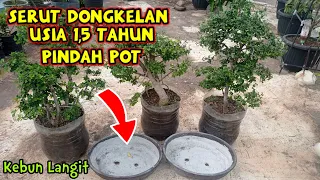 Bonsai Serut Hasil Dongkelan pindah pot