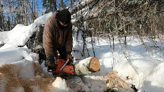 Cold Temp Birch Trees For Firewood