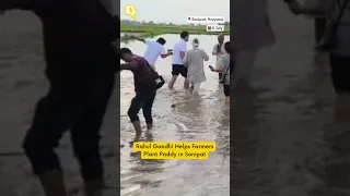 Rahul Gandhi Helps Farmers Plant Paddy in Sonipat #shorts