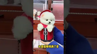 Mini Pomeranian Dog - Funny And Cute  Pomeranian Videos | Funny Puppy Videos #33 #shorts