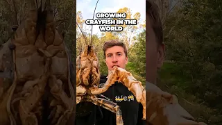 2nd Biggest Crayfish in the World