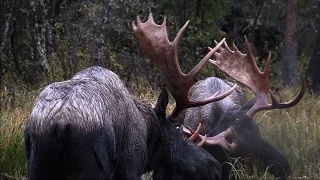 Epic Moose Fight - Brad Fry Films