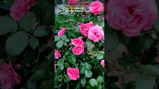 Троянда Розаріум ютерсен в моєму саду 14.06.22. Kordes, 1977. Rosarium Uetersen Rose. #shorts