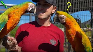 Parrot Body Language 101