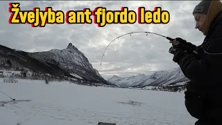 #3 poledinė žūkle ant fjordo ledo