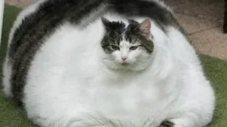 FUNNY FAT CATS!! 😹Try Not To Laugh CHALLENGE