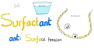 Surfactant