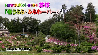 「春うらら・ふらわーパーク」芝桜　2024　福島・郡山市