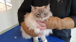 Ragdoll Cat - Bib Trim