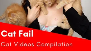 Cat Fail 🔴 Funny Cat Videos Compilation