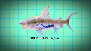 HUNGRY SHARK EVOLUTION ALL SIZE COMPARISON BEHEMOTH UPDATE #hungrysharkevolution