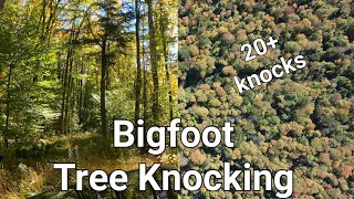 Bigfoot Tree Knocking