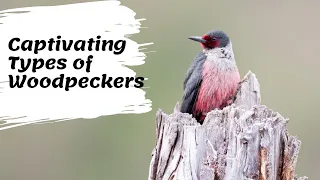 Captivating Types of Woodpeckers