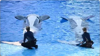 Orca Encounter (Full Show) - SeaWorld Orlando - May 28, 2023