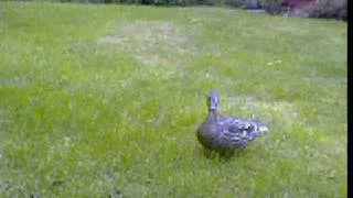 Mallard duck family nesting in the garden (5 minute version)