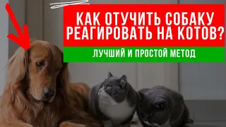 Как отучить собаку реагировать на кошек? Простой способ отучить собаку гоняться за котами.