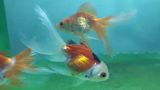 #fish goldfish