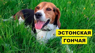 Эстонская гончая описание плюсы и минусы породы | Собаководство | Порода собак Эстонская гончая
