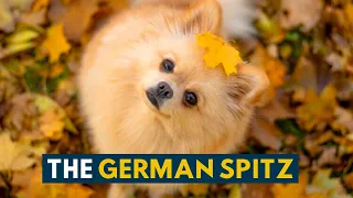 German Spitz: 10 Reasons Why We Absolutely Love This Tiny, Ancient Dog Breed!