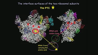 Ada Yonath: The Future of Structural Biology - Schrödinger at 75: The Future of Biology