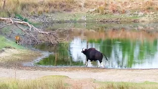 Wild Buffalo (Gaur) chases away tiger and tiger run away for life. (full version)