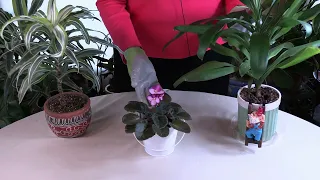 Top Signs Your Houseplants Aren't Getting Enough Light