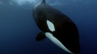 Incredible footage of orcas eating a minke whale