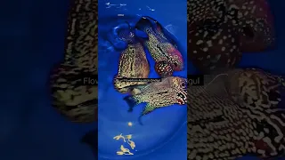 Imported KML Flowerhorn's♥️👑@Flowerhorn_Aquaticss_Dindigul #flowerhorn#dindigul#aquarium#fish#pets