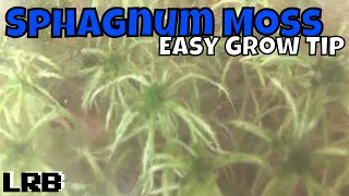 🔴 How to Grow Sphagnum Moss Easy and Simple Tip