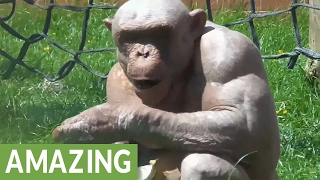 The  fascinating hairless chimpanzees