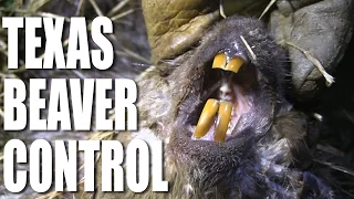 Texas Beaver Control