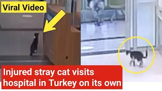 Injured stray cat visits hospital in Turkey on its own | Video