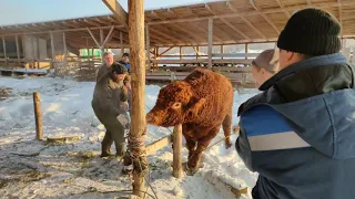 валим быка 930 кг живой вес на улице -25 часть 2