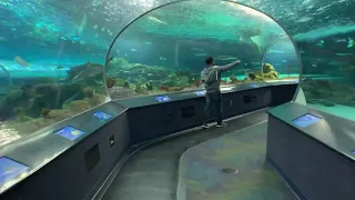 Under water tunnel at Ripleys Aquarium Toronto