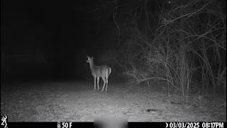 Coyotes howl at night, scare crap out of deer and rabbit. Amazing footage from the trailcam. Listen!