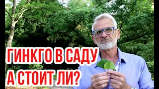 Ginkgo Biloba Answers to questions Igor Bilevich