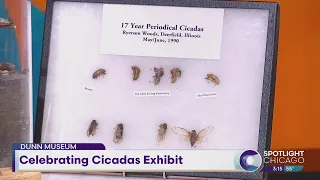Celebrating Cicadas Exhibit
