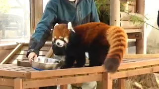 レッサーパンダ カカ／楽寿園 どうぶつ広場