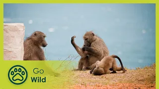 Baboon Bandits - Monkey Alert in South Africa - Go Wild